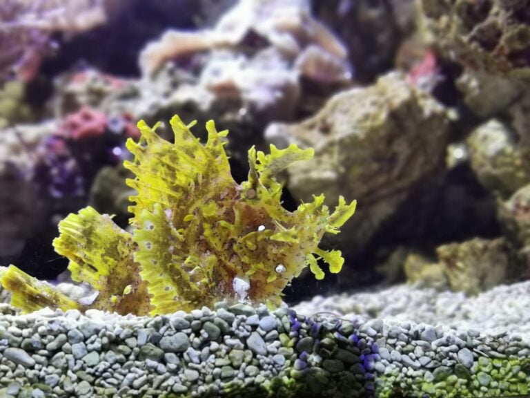 poisson scorpion feuillu à l'aquarium de lyon