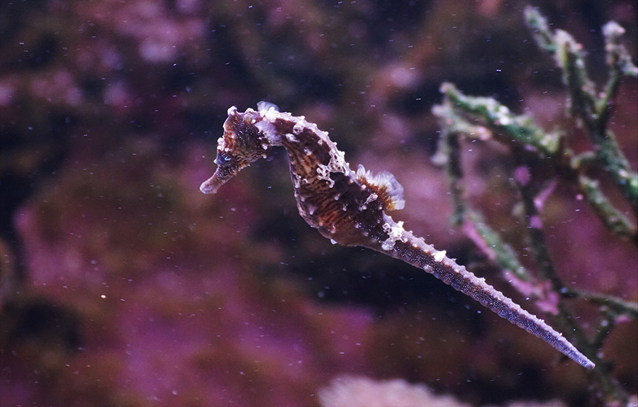 hippocampe à l'aquarium de lyon