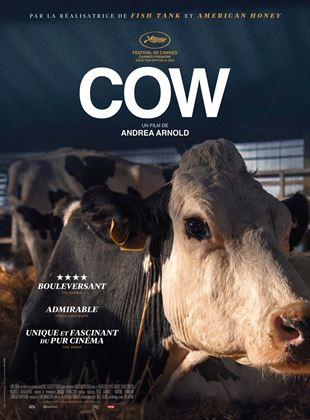 Cow - affiche du film